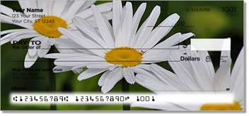 Gerber Daisy Checks